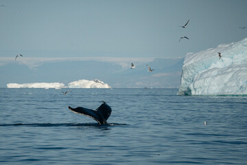 Naklejka premium A breathtaking scene of a magnificent humpback whale gracefully navigating the cold, deep waters of Greenland. The majestic mammal is captured from a boat's perspective