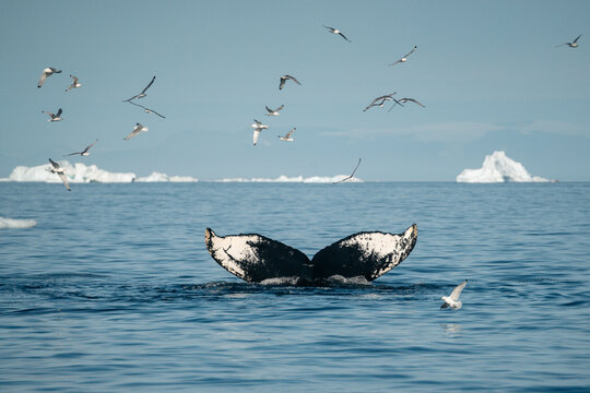 A breathtaking scene of a magnificent humpback whale gracefully navigating the cold, deep waters of Greenland. The majestic mammal is captured from a boat's perspective