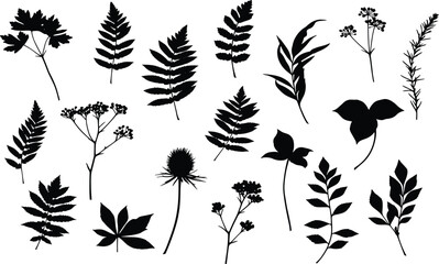 Collection of botanical plant leaves and wildflowers silhouettes, natural foliage vector set on white background for design
