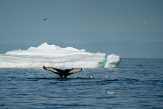 A breathtaking scene of a magnificent humpback whale gracefully navigating the cold, deep waters of Greenland. The majestic mammal is captured from a boat's perspective