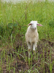 Curious young lamb gazes directly at camera amidst lush green meadow, embodying innocence and pastoral charm