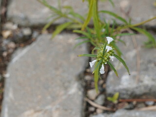 Discover a tiny white flower blooming resiliently through the pavement, a symbol of hope and nature's tenacity in urban spaces, a refreshing sight