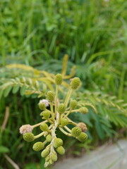 Discover the Beauty of Nature with this Stunning Green Acacia Plant Budding in a Lush Field, Perfect for Botanical Studies and Inspiring Spring Designs