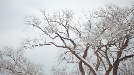 bare. Winter tree branches covered in thin snow, overcast sky, peaceful mood. gardening catalogs, home-decor guides, designed for gardening and botanical catalogs and home decor and floral branding.
