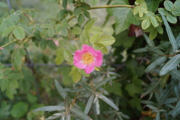 Obraz premium Close-Up of Pink Flower in Forest Natural Wildflower Macro Nature Photography