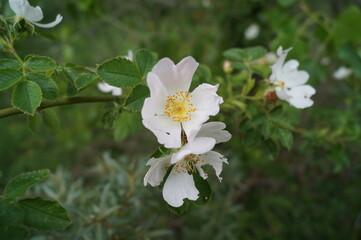 Close-Up of White Flower in Forest Natural Wildflower Macro Nature Photography
