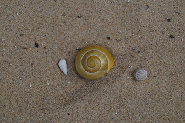 Seashell on Sand Close-Up Beach Detail Natural Coastal Macro Photography
