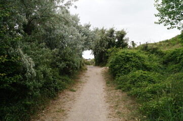 Gravel Path Leading to Arch Formed by Trees Natural Woodland Trail Forest Canopy Perspective Photography
