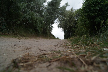 Gravel Path Leading to Arch Formed by Trees Natural Woodland Trail Forest Canopy Perspective Photography
