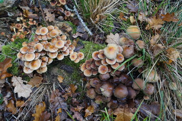 Pack of Brown Mushrooms Growing on Forest Floor Natural Woodland Fungi Wild Harvest Organic Nature Close-Up