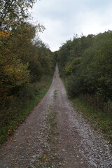 Centered Gravel Path in the Middle of Forest with Trees on Each Side Natural Woodland Trail Perspective Landscape