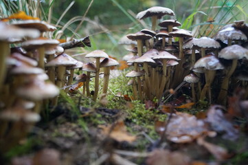 Pack of Brown Mushrooms Growing on Forest Floor Natural Woodland Fungi Wild Harvest Organic Nature Close-Up