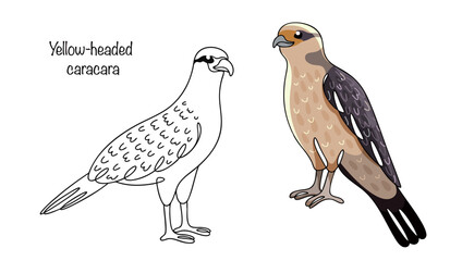 Yellow-headed caracara
