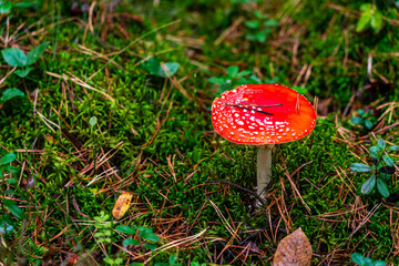 Toadstool mushroom in the forest