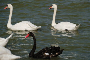Two white swans and one black swan swimming peacefully on the river water