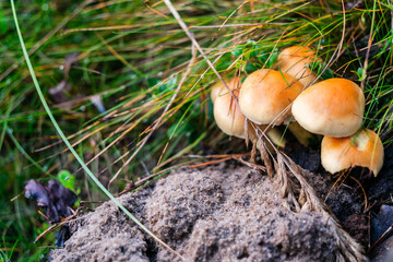 A group of mushrooms are growing in the grass