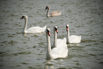 Group of white swans swimming in line across the Danube River under soft daylight