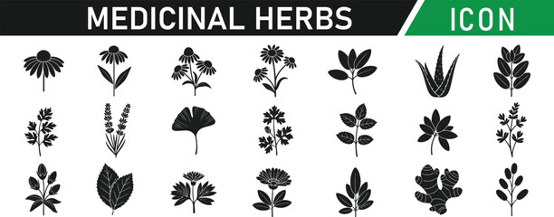Medicinal herbs glyph icon set. Including Aloe Vera, Ginger, Echinacea, Chamomile, Lavender, Peppermint, Turmeric, Ginkgo, Garlic, Tea Tree. Vector silhouette illustration © MdMohiuddin