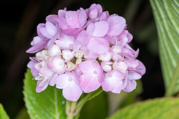 hydrangea