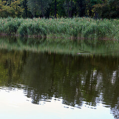 A calm river scene with lush green grass along banks. A small bird is swimming in water