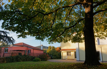 Large linden tree in a garden, with two houses and a red rose bush in the background