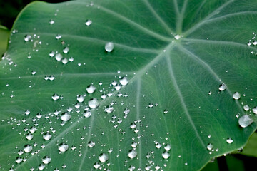 水滴のついた里芋の葉