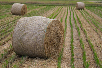 刈取後の稲藁ロール