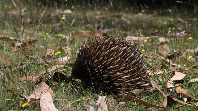 Echidna or spiny anteaters, an egg laying mammal, walking across a green meadow in the mountains of new south wales, Australia.