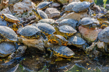 Group of turtles basking on rocks in a pond at National Garden in Athens, symbol of calmness, relaxation and nature observation