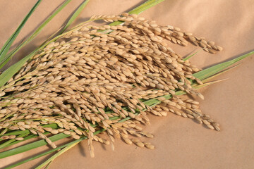 刈り取った稲穂