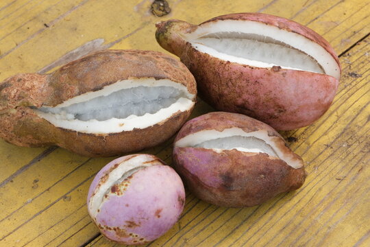 秋の味覚アケビ