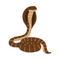 Fototapeta premium Coiled Malaysian cobra snake on white background, isolated and detailed for educational or wildlife use vector illustration