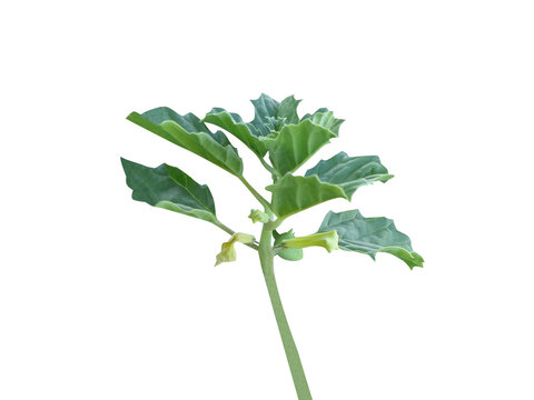 Pedalium murex or Large Caltrops plant with flower and fruits isolated on a white background