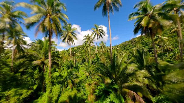 High-speed FPV drone fligh through a dense palm treejungle.