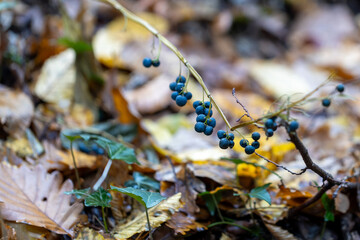 Blue Berries of Solomon's Seal