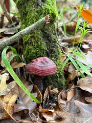 mushrooms in the forest