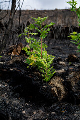 Resilient green sapling sprouts from black, scorched earth, contrasting with charred trees and a hopeful sky after a devastating wildfire, symbolizing nature's recovery