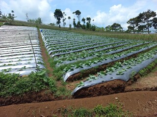 vegetable farm in the netherlands