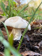 boletus edulis mushroom