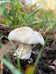 mushroom in the grass