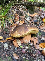 mushroom in the forest