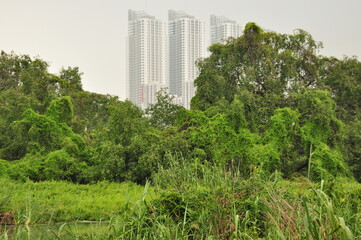 Fototapeta premium Towering skyscrapers peek through lush greenery in a vibrant urban nature blend