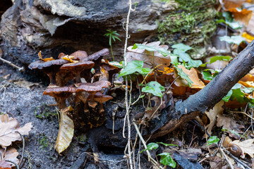Honey Fungus