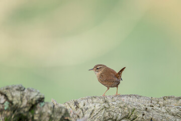 Close-up of a Common Wren (Troglodytes troglodytes) perched on a wet, twisted vine or branch under light rain, with a soft, natural background in Bizkaia
