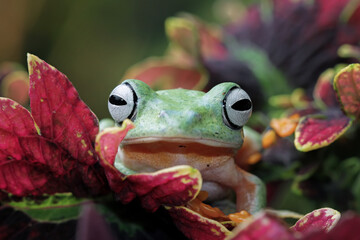 Flying tree frog on a leaves, Gliding frog (Rhacophorus reinwardtii)