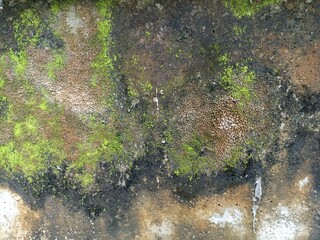 Moss and Fungal Wall Growth Texture. Natural green and brown moss with mold patches growing on a damp, weathered wall surface