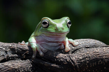 Dumpy frog sitting on a branch, green tree frog