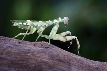 Banded flower mantis on wood with black background, ribbon flower grasshopper