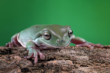 Dumpy frog sitting on a branch, green tree frog