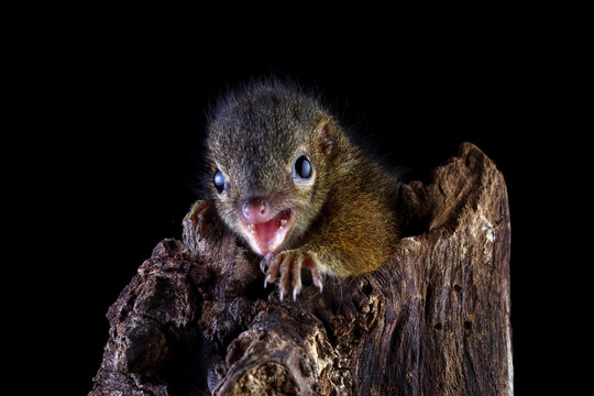 Horsfield's treeshrew isolated on black background, Javan treeshrew